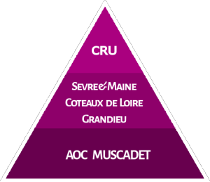 Birth of Muscadet Cru Image