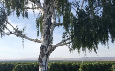 Lone Birch Wines