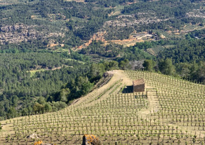 Vineyard, "Espectagle"