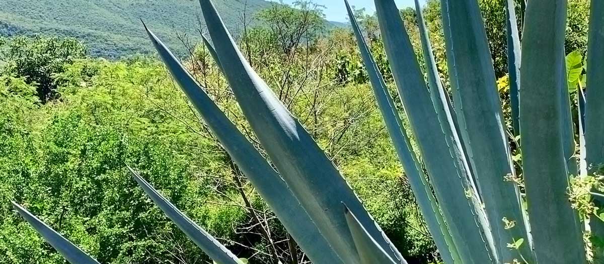 mezcal-agave-landscape